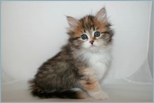 Female Siberian Kitten from Deedlebug Siberians